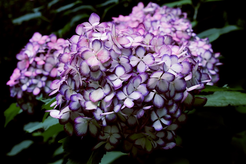 Mysterious 紫陽花