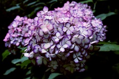 Mysterious 紫陽花