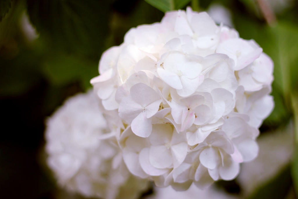 White 紫陽花