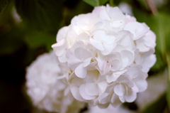 White 紫陽花