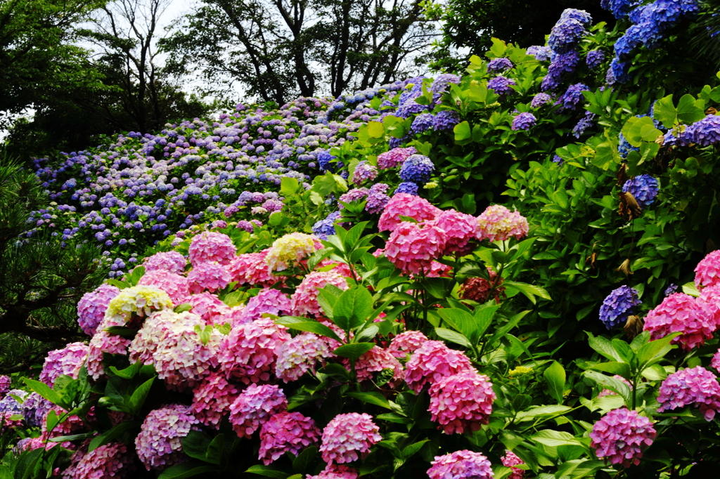 in to the 紫陽花