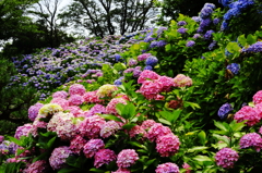 in to the 紫陽花