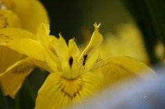 アリと花