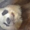 爪も牙もあるの。