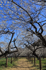 梅