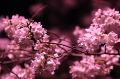 sakura