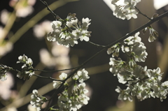 sakura