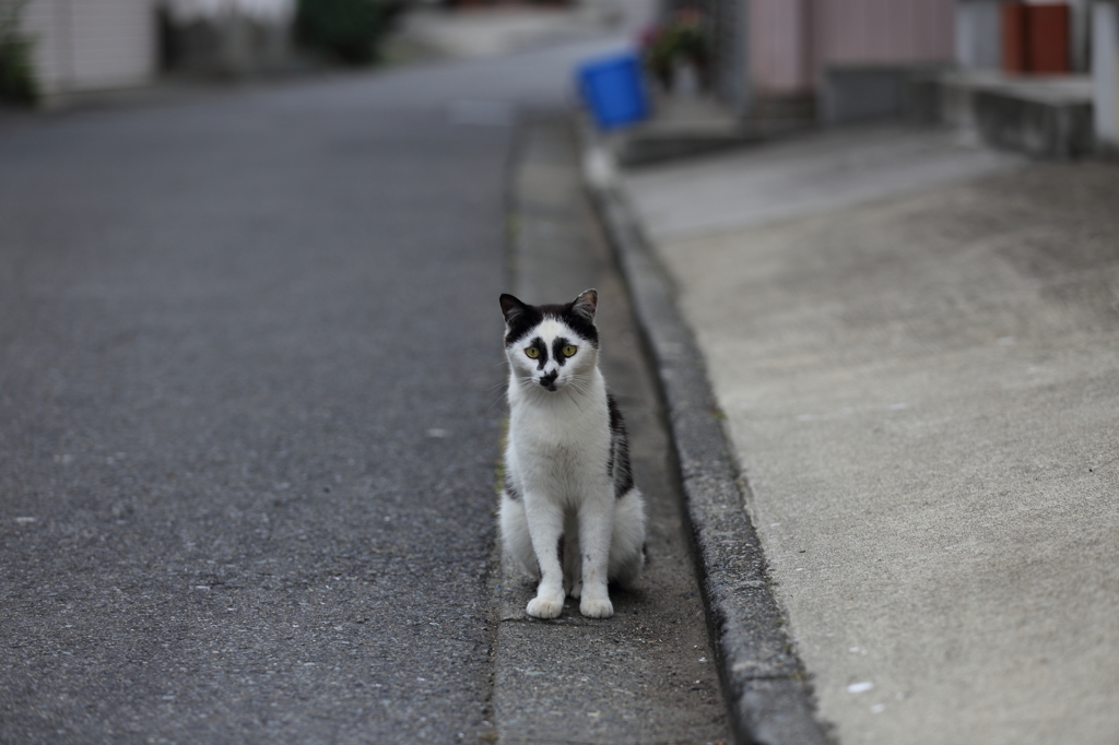 鎌倉の案内人