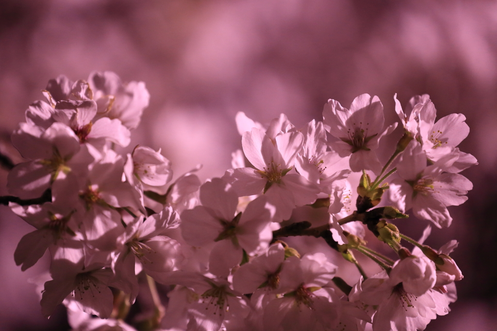 sakura
