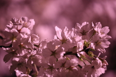 sakura