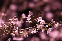 sakura