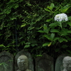 一輪