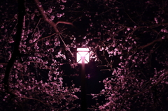 shine S