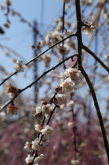 分れ