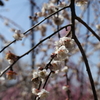分れ