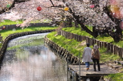 お花見