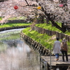 お花見