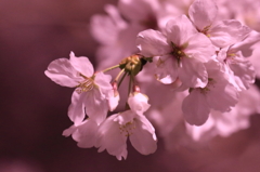 sakuhana