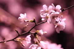 sakura