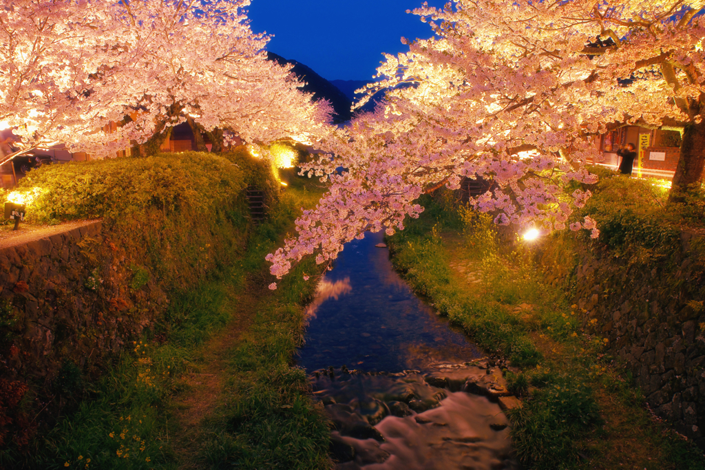 一の坂川の夜桜