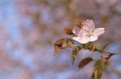 近所の桜