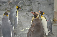 旭山のペンギン