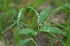 雨上がりの世界