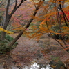紅葉アーチ