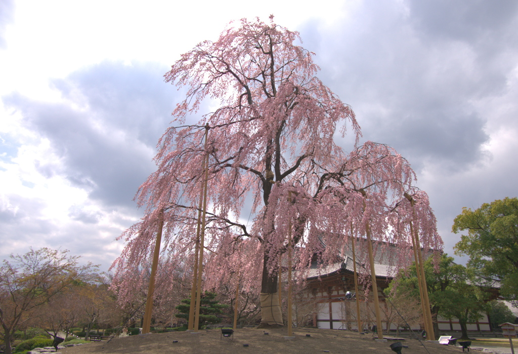 不二桜