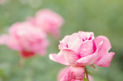 秋の薔薇