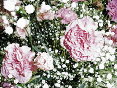 FLORA