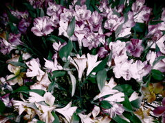 Alstroemeria