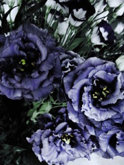 goth0252