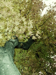 maple