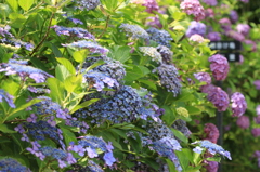 本光寺あじさい