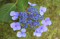 本光寺あじさい