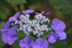 本光寺あじさい