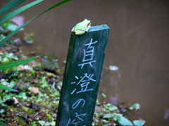 カエル