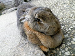 うさぎ