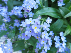青い花