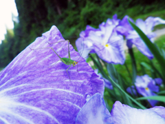 おもちゃ虫