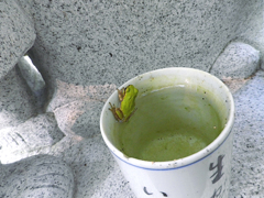 蛙の晴れ宿り