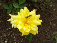 蜂