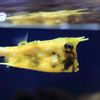 コンゴウフグ