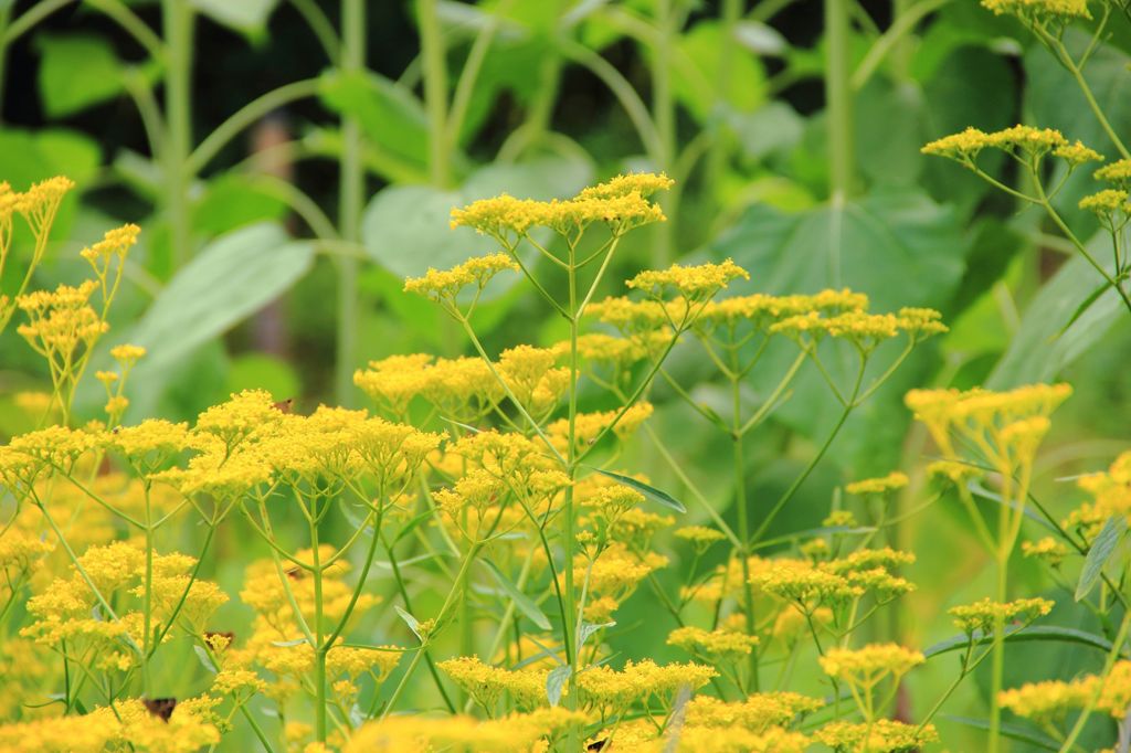 嵯峨野を彩る草花4