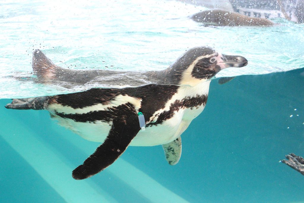 フンボルトペンギン その1