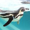 フンボルトペンギン その1
