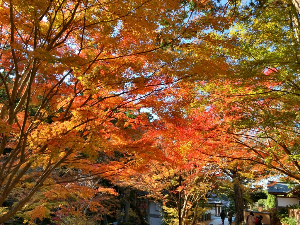 法多山の紅葉