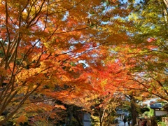 法多山の紅葉