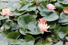 水辺の花